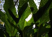 backlit leaves