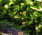 ferns on a branch