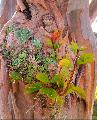 leavesandlichensontreetrunk