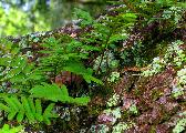 ferns on a branch