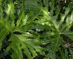 leafy