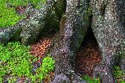 rooted
