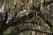 Spanish Moss and oak tree