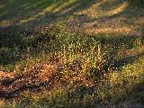 grasses in winter