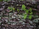 tiniest ferns