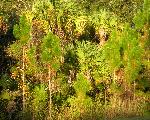 scrub trees