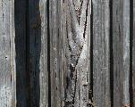 trunk-fence-study in gray