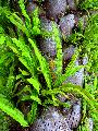 ferny palm bark structure