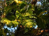 carnivorous vines