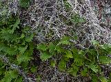 ferny moss