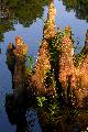 cypress knees
