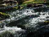 river plants and rocks