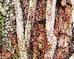 entwining vines