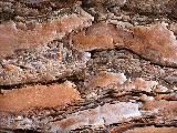 bark patterns