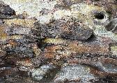 bark and patterns