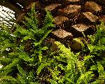 ferns on trunk of palm tree
