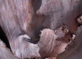 pattern of peeling