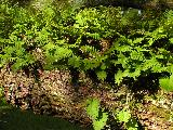 crowded branch