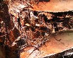 close up palm tree trunk