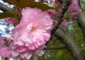 cherry tree blossom