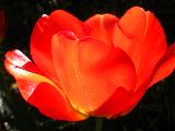 tulip