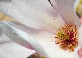 magnolia blossom