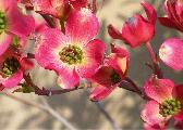 dogwood blossoms