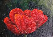 red tulip