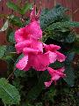 raindrop flower