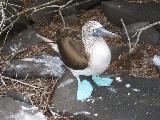bluefoot bird