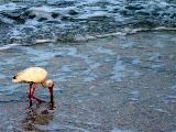 Ibis