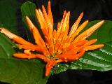 Orange Burst