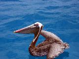 The pelican