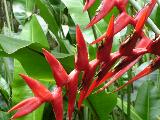 Bird of Paradise