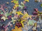 end of leaves