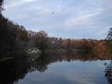 Fall flies