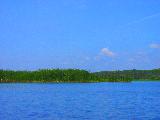 Marsh at Guana