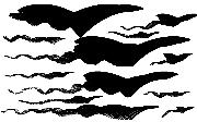 kites flying south