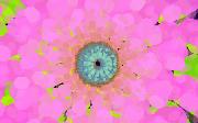 chrysanthemum