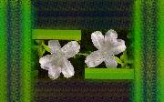azaleas_framed