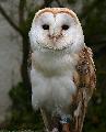Whooo