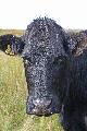 Moo