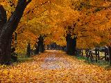 Autumn