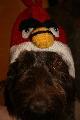 Angry Bird?