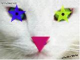starcat