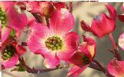 prttypink