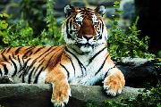 tigers