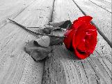rose