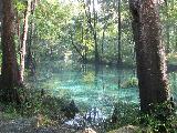 ginngysprings
