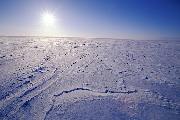 Tundra